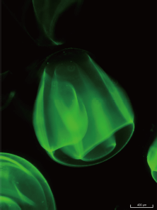 MM1 ミリスケールの空に浮かぶオーロラ