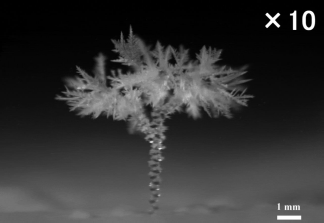 MM8 冬をも凌ぐ命の芽吹きの如き