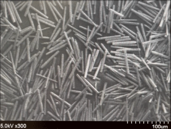 UM1 ホーンテッドマンション