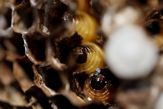 HS2大人になれなかった者たち