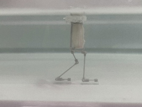 MM3 培養した筋肉で動かすロボット