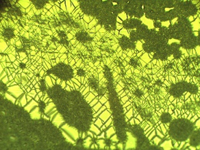 UM4 上空から見た田園風景