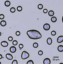 UM7 マイクロ宇都宮餃子の出来上がり!